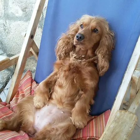 Casa Mini Bozcaada Bed & Breakfast *