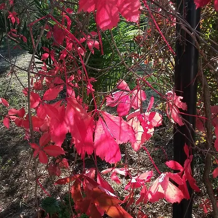 Bed & Breakfast Casa Mini Bozcaada