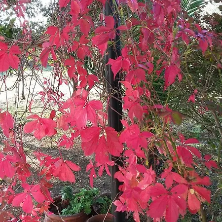 Bed and breakfast Casa Mini Bozcaada *